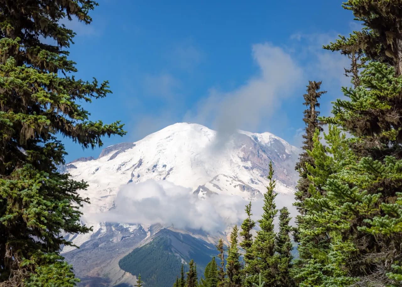Mount Rainier framed closely by evergreen branches.