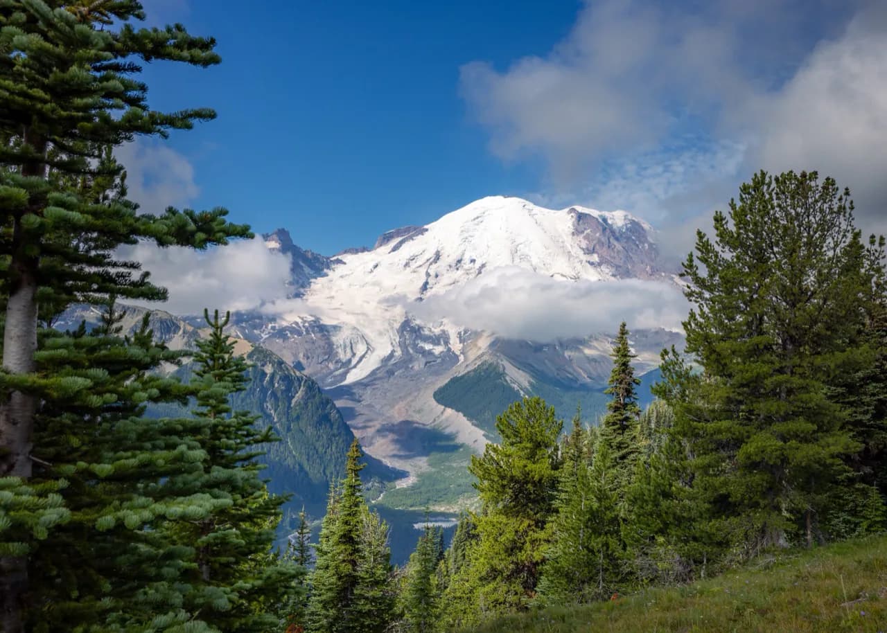 Mount Rainier framed by fir trees and an alpine meadow.