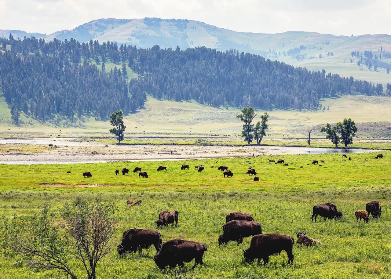 Bison grazing across an open mountain valley.