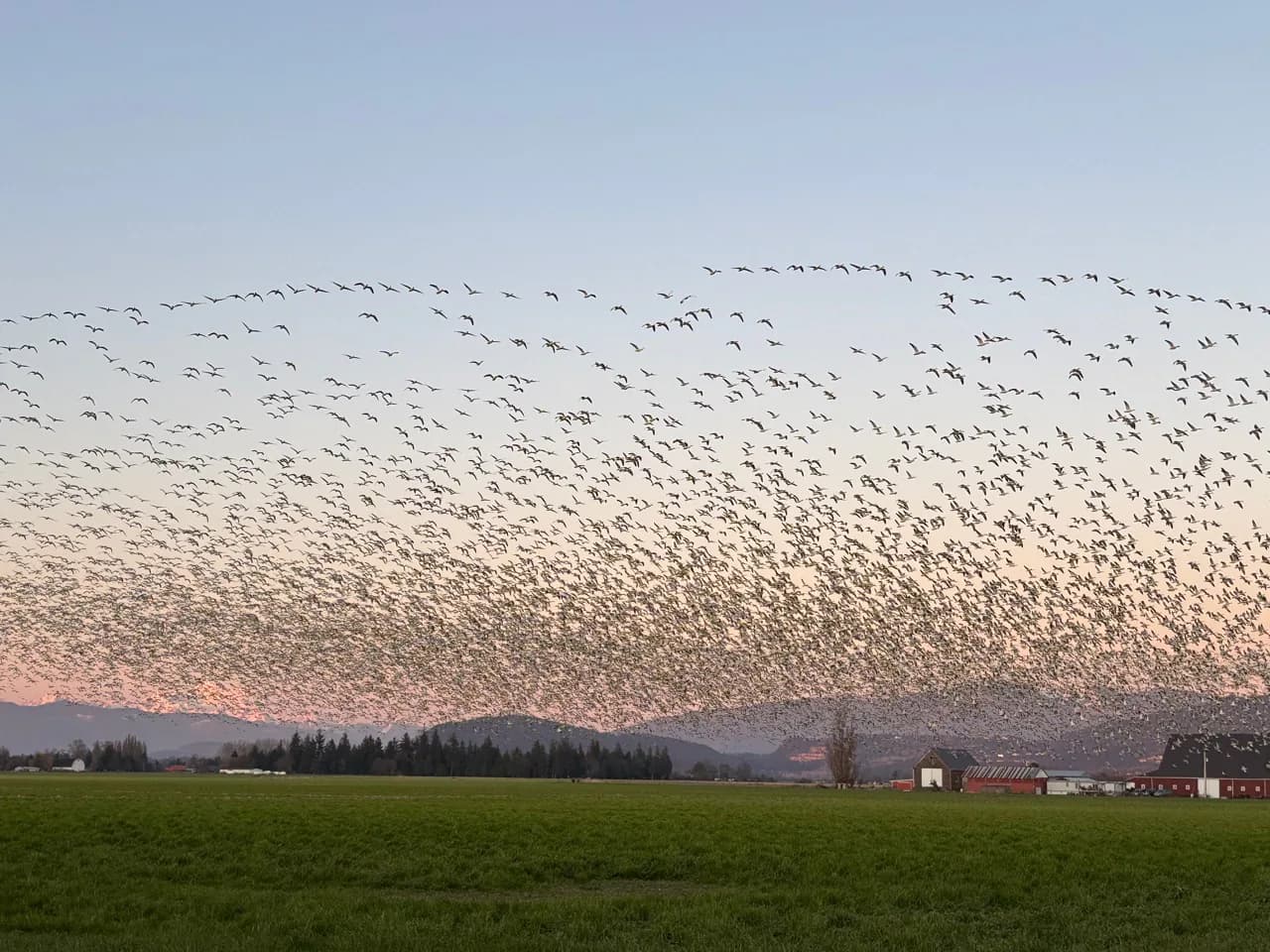 Snow geese crossing a Skagit Valley farm at dusk.