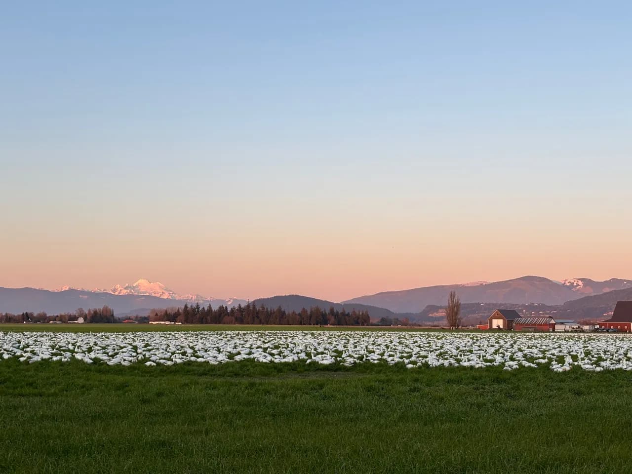 Snow geese resting in a Skagit Valley field at sunset.