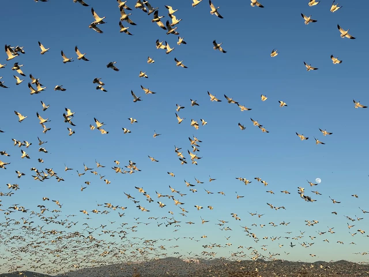 Snow geese in flight over Skagit Valley with the moon visible.