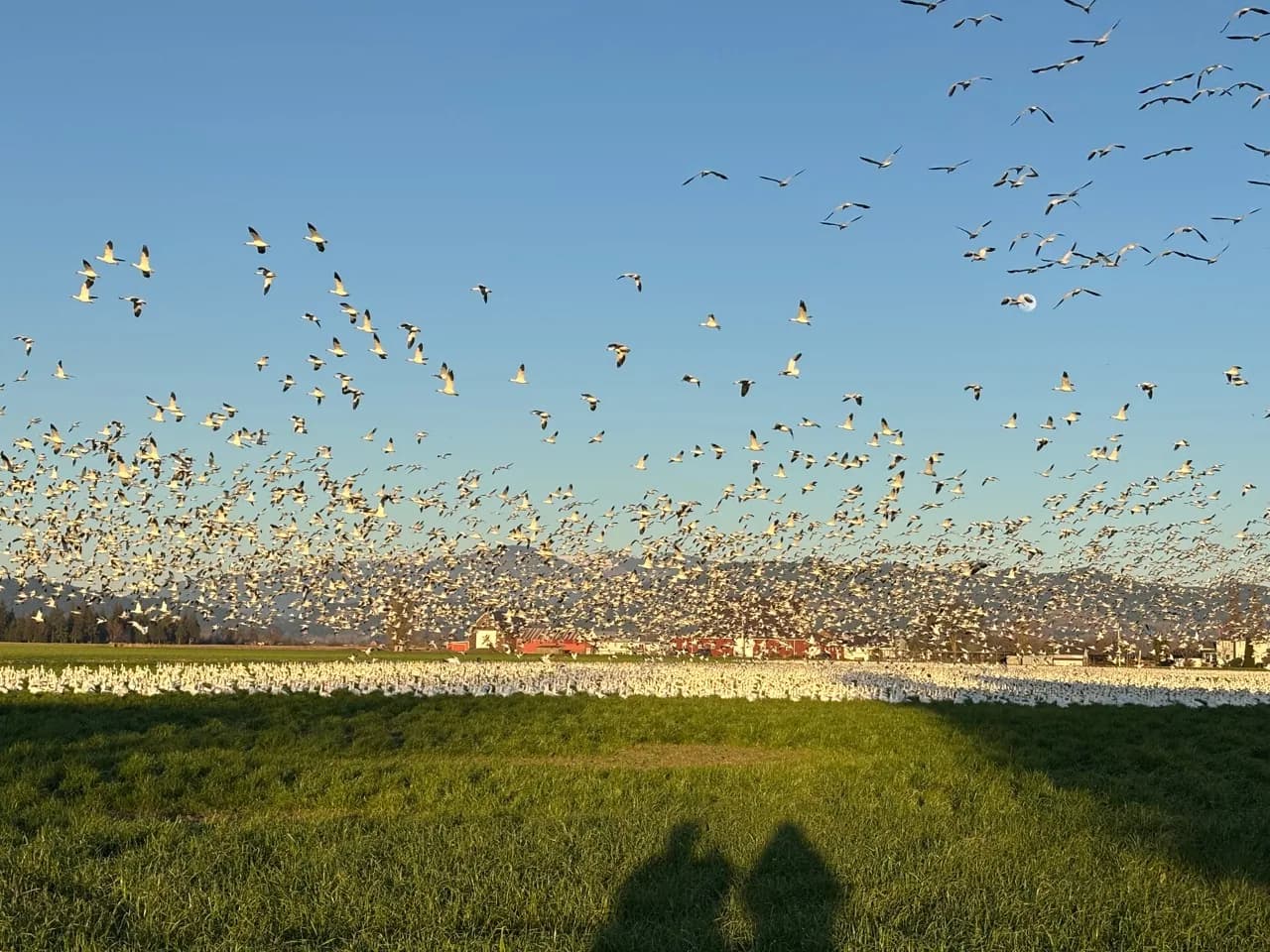Snow geese gathered across an open Washington field.