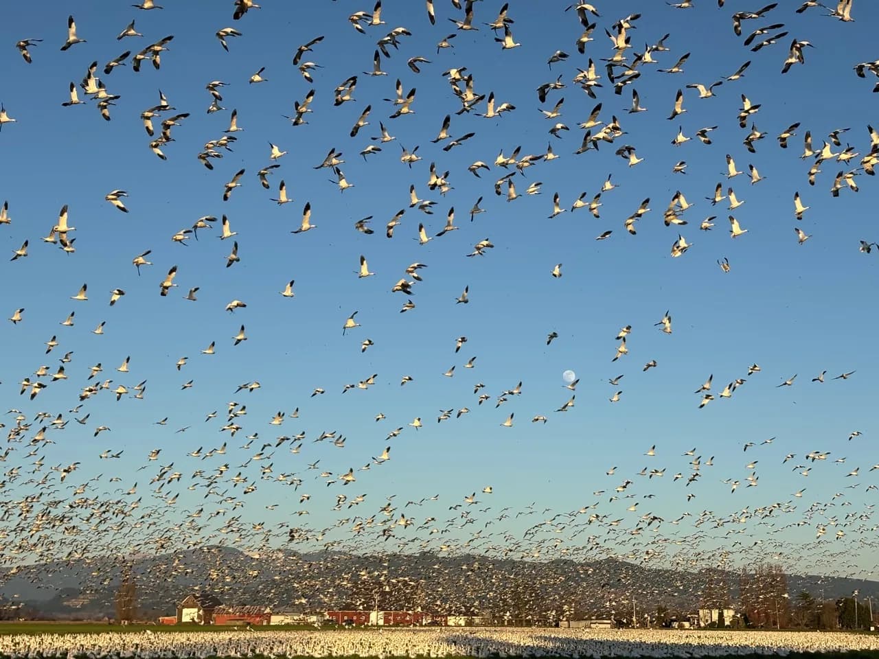 Large flock of snow geese in flight above Washington farmland.